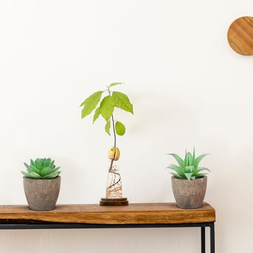 Woration 6pcs Artificial Succulents Plants Potted Assorted Decorative Faux Fake Small Green Succulent with Pot Table Shelf Windowsill Indoor Greenery Decor - color: 6 Pack 6 Style