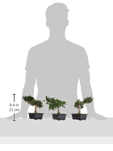 Nearly Natural 8.5in. Bonsai Silk Plant Collection (Set of 3) - size: 8.5 in