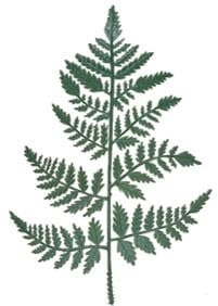 Vinyl Artificial Leather Leaf Fern Stems~ Greenery Stems for Floral Arrangements, Memorial Displays and More | 14" L Choose Quantity by FlowerBee (24)