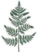Vinyl Artificial Leather Leaf Fern Stems~ Greenery Stems for Floral Arrangements, Memorial Displays and More | 14" L Choose Quantity by FlowerBee (24)