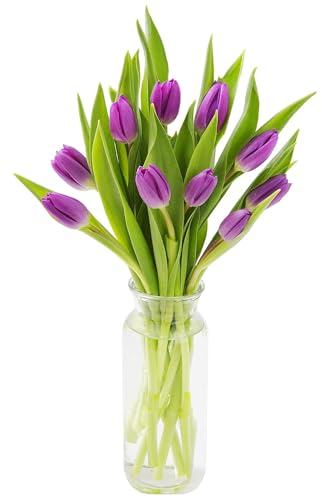 KaBloom - Bouquet of 10 Purple Tulips with Vase - Fresh Flowers for Birthday, Valentine's & Mother's Day