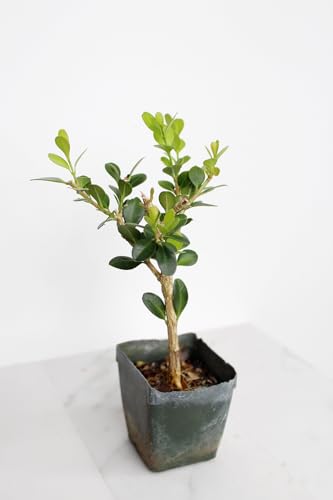 Mini Bonsai Tree Starter Gift, Winter Gem Boxwood Plant, Variegated Leaf Plant, Buxus Microphylla Boxleaf, Japanese Outdoor Garden