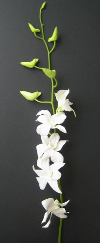 Fresh Flowers - Just Orchids White Dendrobium