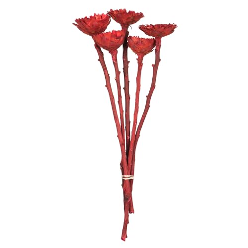 Vickerman 8-12" Red Rosette Compacta - Sleeved 5 Stems, Dried - color: Red