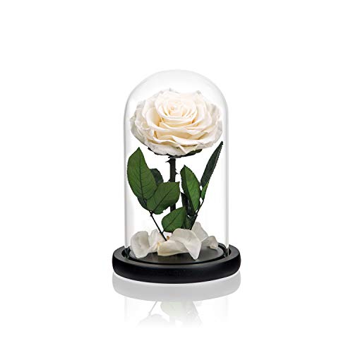 Preserved Flowers White Roses in Glass Dome, Preserved Rose Never Withered Flower Gifts for Her, Mother's Day, Birthday Gifts for Women - color: White, size: Medium