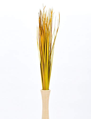 Leewadee Tall Vase Filler , Natural Grass Stems – 2 Bunches of Colored Branches for Vases, Carefully Dried Twigs for Home and Bar Decoration, 45 inches, Yellow - color: Yellow, style: Dried Grass