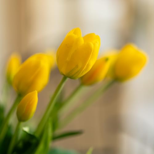 Avoeco 20Pcs Artificial Tulips Flowers Real Touch Latex – Faux Tulips Bouquet for Home Decor, Wedding Centerpieces, Spring Floral Arrangements, Fake Flowers for Vase Decoration (20, Yellow) - color: Yellow