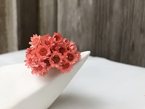 100 Stems Natural Dry Flowers Brazilian Small Star Daisy Decorative Dried Flowers Mini Daisy Chamomile Bouquet for Wedding Floral Arrangements Home Decorations (Lotus Color) - color: Lotus Color