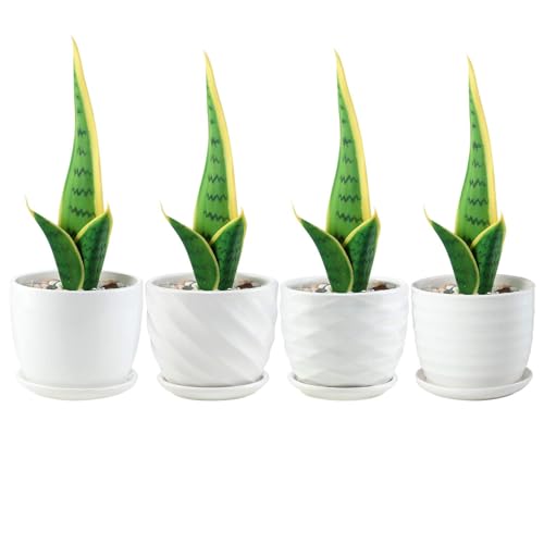 sietpoek Plant Pots - 4.7 Inch Cylinder Ceramic Planters with Connected Saucer, Pots for Succuelnt and Little Snake Plants, Set of 4, White - size: 4.7 Inch