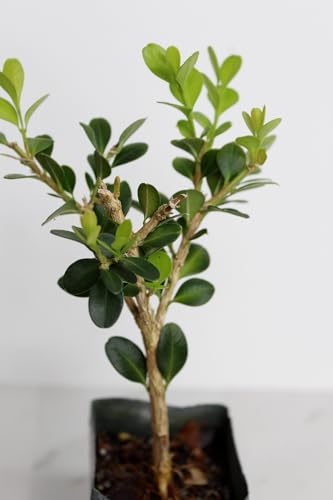 Mini Bonsai Tree Starter Gift, Winter Gem Boxwood Plant, Variegated Leaf Plant, Buxus Microphylla Boxleaf, Japanese Outdoor Garden