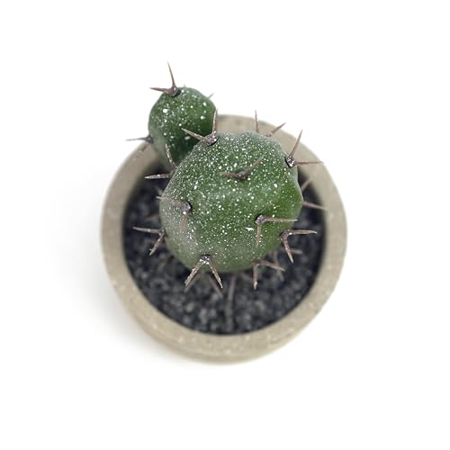 4" Artificial Potted Plants Faux Cactus