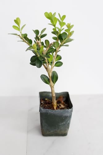 Mini Bonsai Tree Starter Gift, Winter Gem Boxwood Plant, Variegated Leaf Plant, Buxus Microphylla Boxleaf, Japanese Outdoor Garden