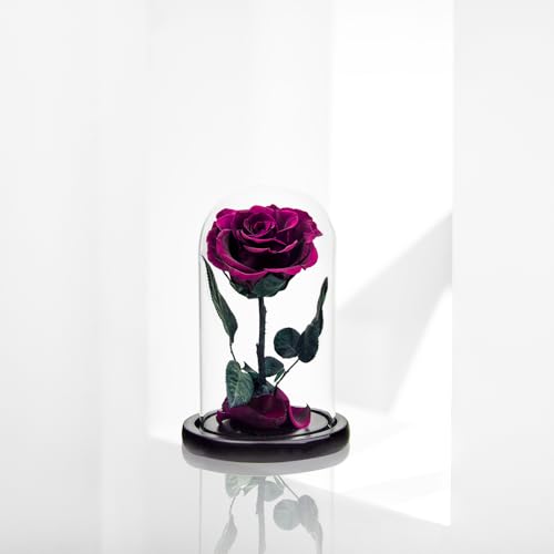 Preserved Roses Purple Roses in Glass Dome, Medium, Preserved Flowers for Women - color: Purple, size: Medium