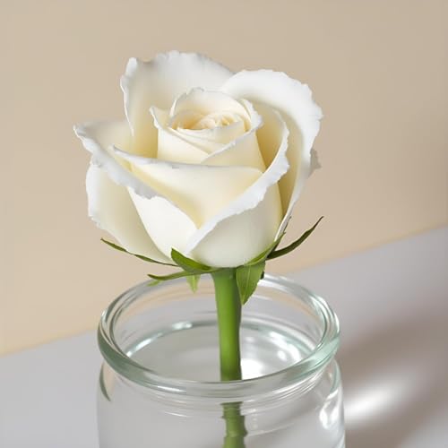 2Pcs White Artificial Silk Roses Long Single Stem Artificial Roses for Home Decor Table Centerpiece Arrangement Valentine's Day Gift (19.68in Tall)