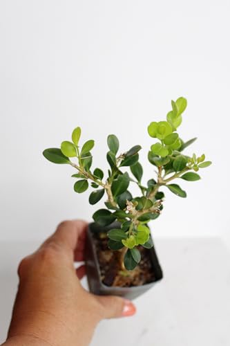 Mini Bonsai Tree Starter Gift, Winter Gem Boxwood Plant, Variegated Leaf Plant, Buxus Microphylla Boxleaf, Japanese Outdoor Garden