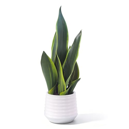 Artificial Snake Plant Potted, 15" Faux Plant, Suitable for Home Office Living Room Window Sill Indoor Decor Housewarming Gifts - color: White