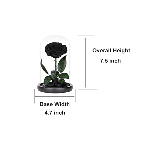 Preserved Roses Black Roses in Glass Dome, Medium, Preserved Flowers for Women - color: Black, size: Medium