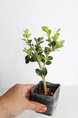 Mini Bonsai Tree Starter Gift, Winter Gem Boxwood Plant, Variegated Leaf Plant, Buxus Microphylla Boxleaf, Japanese Outdoor Garden