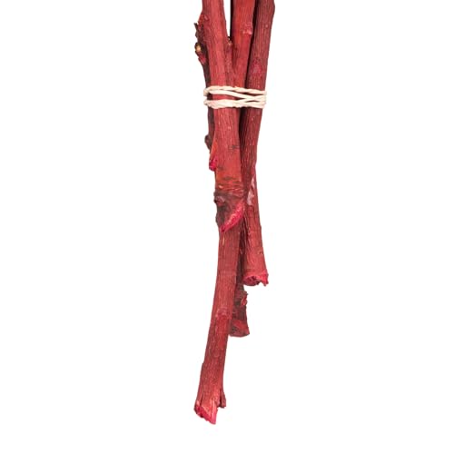 Vickerman 8-12" Red Rosette Compacta - Sleeved 5 Stems, Dried - color: Red