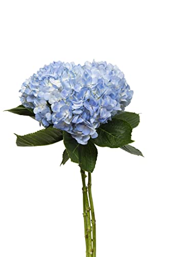 Combo Hydrangea 3 Stem, 1 EA