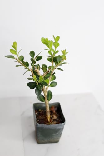 Mini Bonsai Tree Starter Gift, Winter Gem Boxwood Plant, Variegated Leaf Plant, Buxus Microphylla Boxleaf, Japanese Outdoor Garden