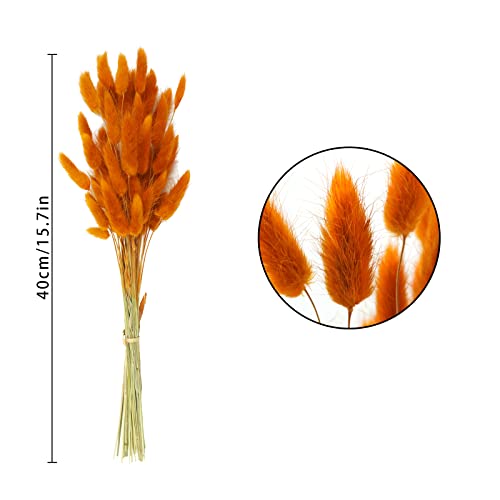 Uieke 17’’ Natural Bunny Tails Dried Flowers, 240 Pcs Dried Lagurus Ovatus, Dried Pampas Grass for Flower Arrangements Wedding Centerpieces Home Boho Baby Shower Party Fall Decorations (Orange) - color: Orange-240pcs