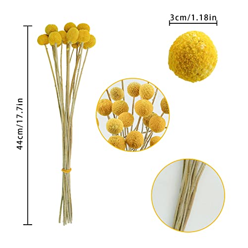 Uieke 30Pcs Natural Dried Flowers Craspedia Billy Balls Flowers Billy Buttons Floral Bouquet for Flower Arrangements Wedding Home Tall Vase Decor Yellow - color: Yellow-30mm-30pcs