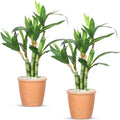 2 Pack Artificial Lucky Bamboo Plant 16 x 4 Inch Potted Fake Plant Decoration Green for Farmhouse Home Office Kitchen Counter Top Indoor Decor