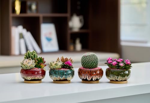 Cute Ceramic Succulent Garden Pots, Planter with Drainage and Attached Saucer, Set of 5 -Plants Not Included (Round+White Border) - color: Round+white Border