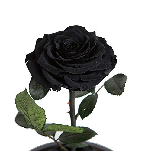 Preserved Roses Black Roses Handmade Real Rose in Glass Dome, Preserved Roses Never Withered Romantic Gifts for Her, Mother's Day, Birthday Gifts for Women (9 inch, Black) - color: Black, size: Large
