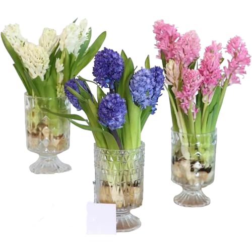 15 Stems Hyacinth Randomly Mix Colors Fresh Cut Flowers Arrangement Gifts For Home Decoration Birthdays Anniversaries Healing Sympathy Friendship and Love