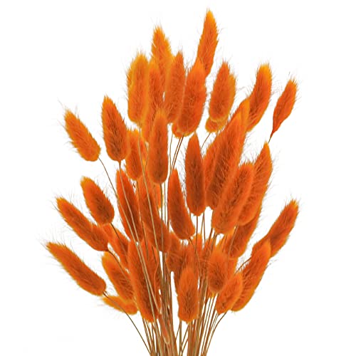 Uieke 17’’ Natural Bunny Tails Dried Flowers, 50 Pcs Dried Lagurus Ovatus, Dried Pampas Grass for Flower Arrangements Wedding Centerpieces Home Boho Baby Shower Party Fall Decorations (Orange) - color: Orange-50pcs