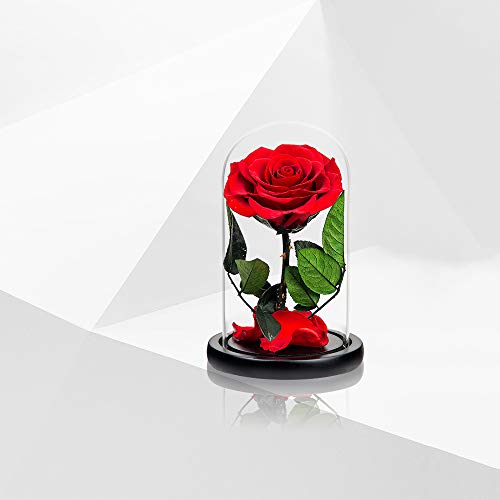 Preserved Roses Red Roses in Glass Dome, Medium, Preserved Flowers for Women - color: Red, size: Medium