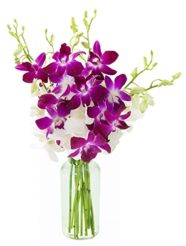 KaBloom - 10 Purple and 10 White Orchid with Vase - Fresh Flowers for Birthday, Valentine's & Mother's Day - color: Purple and White, style: With Vase