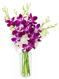 KaBloom - 10 Purple and 10 White Orchid with Vase - Fresh Flowers for Birthday, Valentine's & Mother's Day - color: Purple and White, style: With Vase