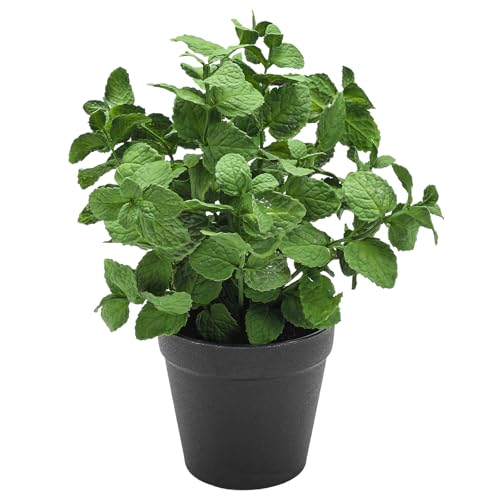 Coferset Small Fake Plants Mint Artificial Potted Plants for Home Office Bathroom Shelf Farmhouse Coffee Table Decor (Green) - color: Mint