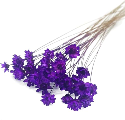 100 Stems Natural Dry Flowers Brazilian Small Star Daisy Decorative Dried Flowers Mini Daisy Chamomile Bouquet for Wedding Floral Arrangements Home Decorations (Rose Purple) - color: Rose Purple