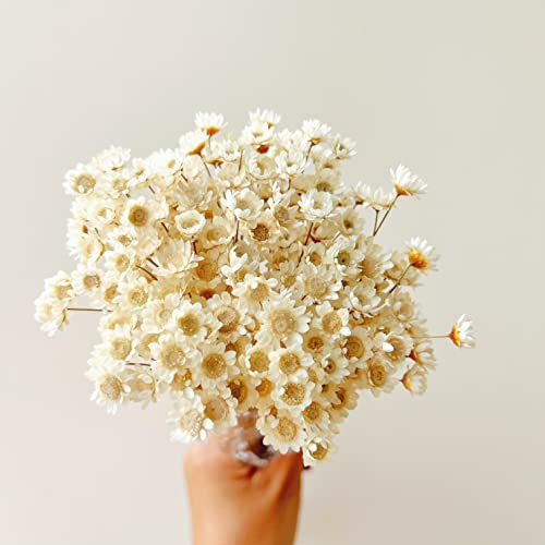 Natural - Dried - Flowers Brazilian Small Star Daisy Dried Decorative Mini Chamomile Bouquet for Wedding Floral Arrangements Home Decorations Valentine's Day Gifts (200 Stems) (White) - color: White