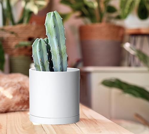 D'vine Dev 2 Pack 5.5 Inch Modern Plastic Plant Pots, Small Garden Planters for Plant with Drainage Holes and Saucers, White Color, 74-Z-H-1 - size: 5.5"