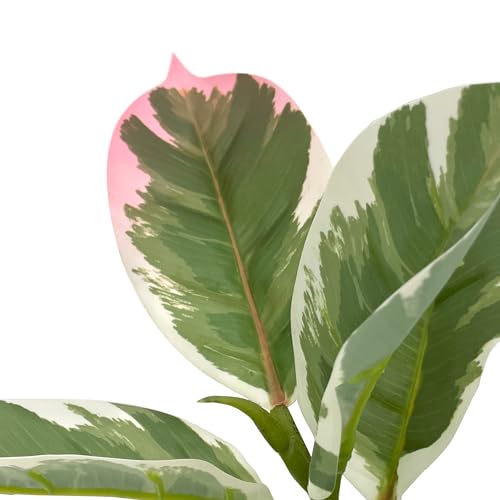 Artificial Tree in Colorful Flower Pattern Planter, Fake Rubber Silk Tree for Indoor and Outdoor Home Decoration - 70" Overall Tall (Plant Pot Plus Tree) - style: Rubber