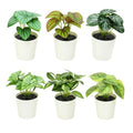 Freyalife 6 Pack Fake Plants for Room Decor,Mini Artificial Potted Plants for Home Office Living Kitchen Classroom Table Shelf Desk Farmhouse Bathroom Indoor Decor