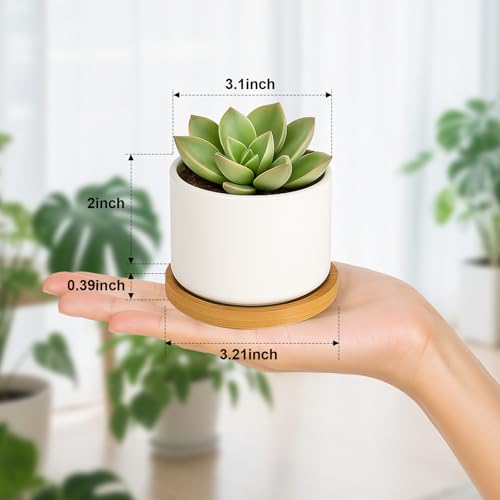 ZOUTOG Succulent Pots 3.1 Inch,6 Pack Succulent Planters,Small Pots for Plants with Drainage and Tray,White Ceramic Flower Planters for Indoor Plants,Home,Office,Desk - size: 6 Pack