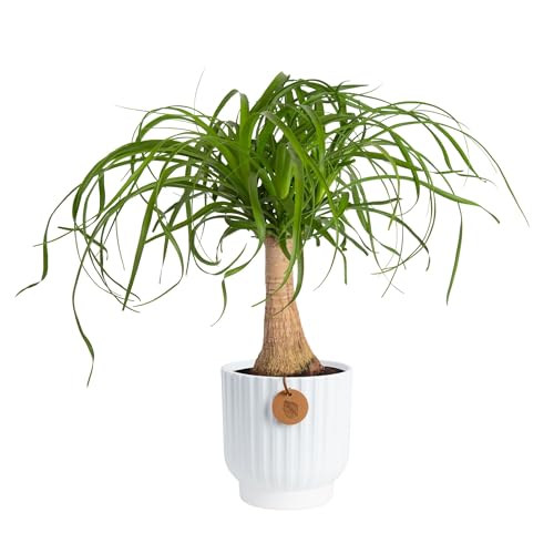 Costa Farms Ponytail Palm Live Plant in Decorative Pot, Easy to Maintain Indoor Houseplant, Perfect for Home, Room, or Office Decor, Great House Warming or Birthday Gift, 12-22 Inches Tall - style: Palm, Medium (1-2 Feet Tall), in Decorative Planter Pot
