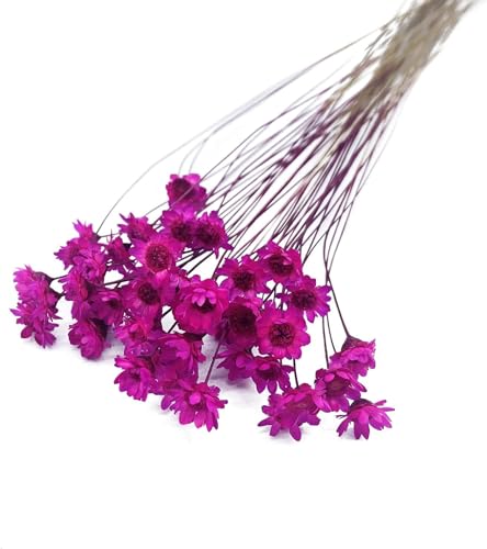 100 Stems Natural Dry Flowers Brazilian Small Star Daisy Decorative Dried Flowers Mini Daisy Chamomile Bouquet for Wedding Floral Arrangements Home Decorations (Red) - color: Red