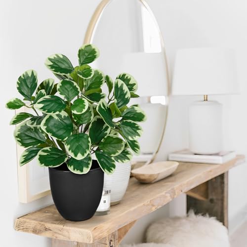 Sets of 2 Artificial Plants Indoor Home Decor, 14.5" Fake Potted Silk Plants for Shelves Living Room Decor, Small Artificial Office Desk Plant in Pots, Faux Peperomia Hope Tropical House Plant - color: 2 Sets #Funny White Margin