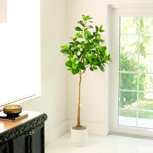 Nearly Natural 6ft. Artificial Audrey Ficus Tree - size: 6ft