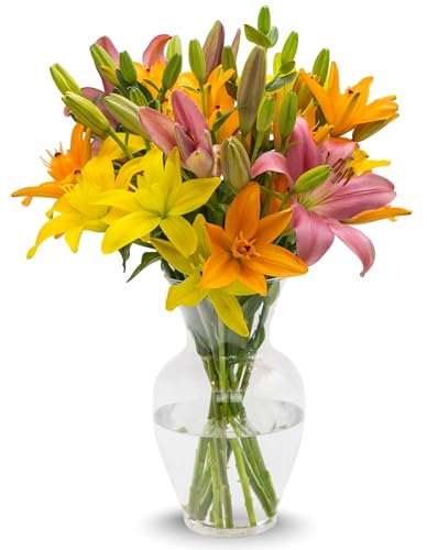 Stargazer Barn 10 Stem Sunrise Royal Lily Bouquet - Fresh Cut Flower Delivery, Hand-Tied in the USA, Gift for Birthday, Anniversary, Sympathy or Home Decor - Vase Not Included - color: Yellow/Orange/Pink