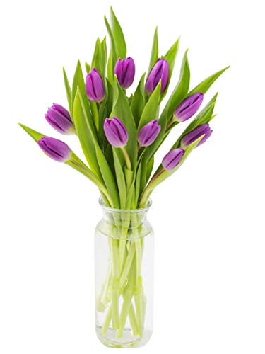 KaBloom PRIME NEXT DAY DELIVERY - Bouquet of 10 Fresh Purple Tulips with Vase .Gift for Birthday, Sympathy, Anniversary, Get Well, Thank You, Valentine, Mother’s Day Fresh Flowers - color: Purple, size: 10, style: With Vase