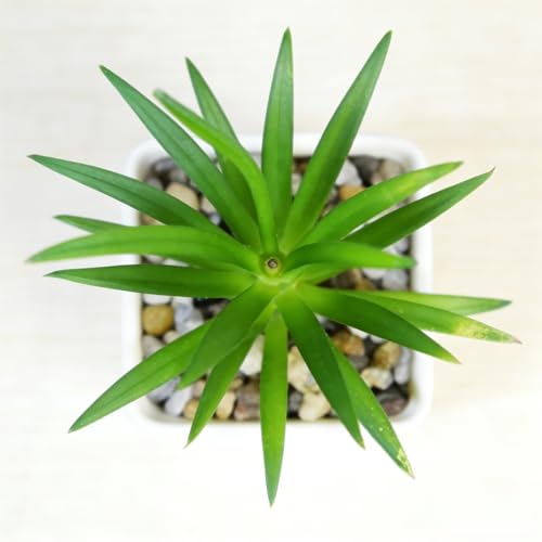 Artificial Succulent Plants in Pot - 1Pcs Small Sword Grass Realistic Fake Potted Succulents for Home Decor, Desk, Office, Bathroom, Windowsill - Indoor Houseplant for Bedroom, Kitchen, Shelf - color: Small Sword Grass
