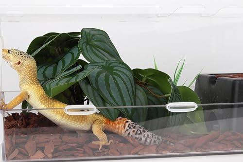 Reptile Plants for Terrarium, Ball Python Tank Decor Accessories fit Bearded Dragon Crested Leopard Gecko Lizard Chameleon Snake Frog Tortoise Hermit Crab - Fake Calathea Orbifolia - color: G-fake Calathea Orbifolia
